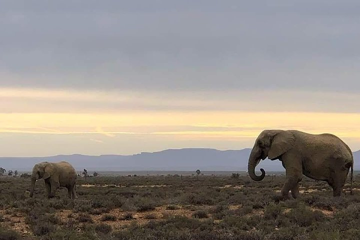 Cape Town Safari Transfers  - Photo 1 of 10